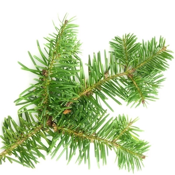 https://ucan-cannabis.ca/wp-content/uploads/2022/02/Balsam-Fir.jpeg