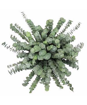 https://ucan-cannabis.ca/wp-content/uploads/2022/02/Eucaliptus-plant1.jpg