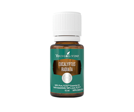 https://ucan-cannabis.ca/wp-content/uploads/2022/02/Eucalyptus-radiata.jpeg