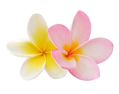 https://ucan-cannabis.ca/wp-content/uploads/2022/02/Haw_plumeria.jpg