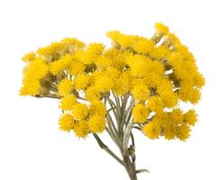 https://ucan-cannabis.ca/wp-content/uploads/2022/02/Helichrysum.jpg