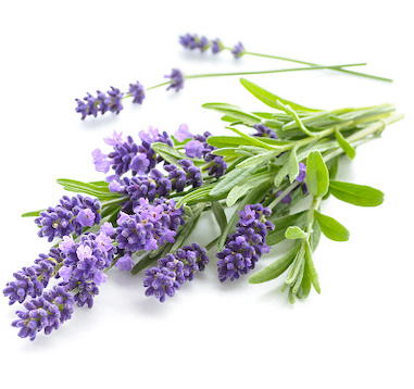 Bunch of Lavender flowers on a white background