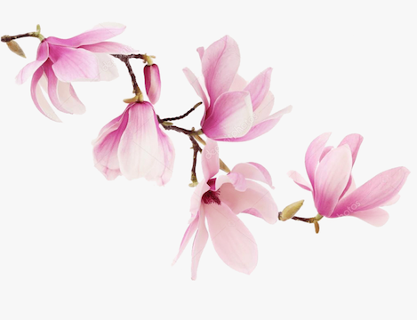 https://ucan-cannabis.ca/wp-content/uploads/2022/02/Magnolia.png