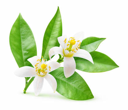 Isolated orange flowers. Blossoming branch of orange tree isolated on white background with clipping path